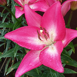 Лилия ла-гибрид Арбатакс