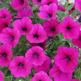 Петуния ампельная Эксплорер Маджента