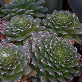 Молодило Блю Стар