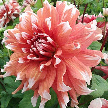 Георгина Крупноцветковая Фрост Нип