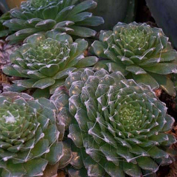 Молодило Блю Стар