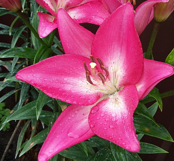 Лилия ла-гибрид Арбатакс Лилия ла-гибрид Арбатакс