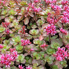 Седум ложный Пурпуреум