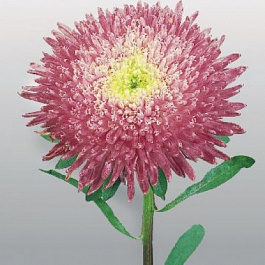 Астра Бенари Принцесс Кримсон