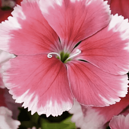 Гвоздика китайская Coronet Strawberry