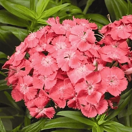 Гвоздика турецкая Barbarini Salmon