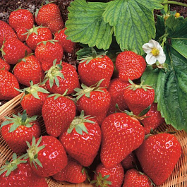 Земляника садовая Мальвина Земляника садовая Мальвина