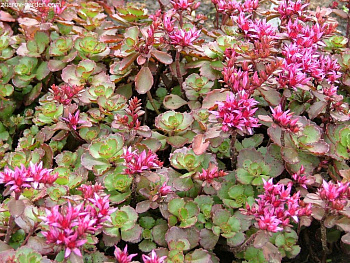 Седум ложный Пурпуреум