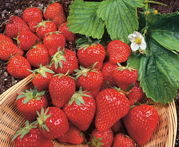 Земляника садовая Мальвина
