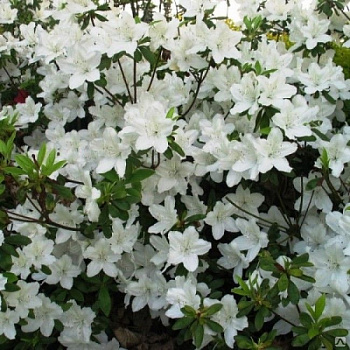 Азалия японская белая Geisha Weiss