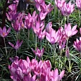 Крокус прекрасный Zonatus