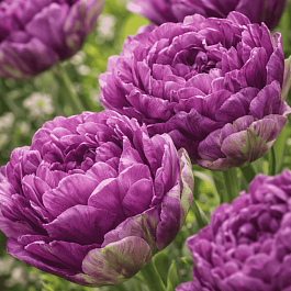 Тюльпан пионовидный Blue Wow