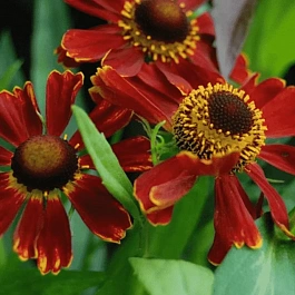 Гелениум осенний Potter`s Wheel