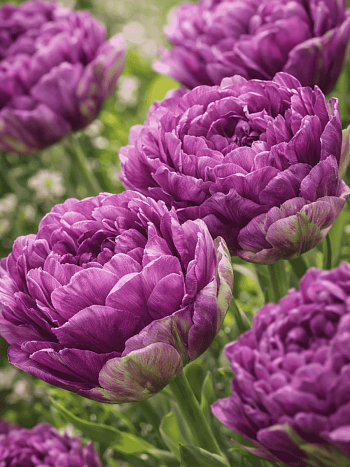 Тюльпан пионовидный Blue Wow