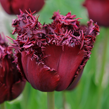 Тюльпан бахромчатый Лабрадор Тюльпан бахромчатый Лабрадор