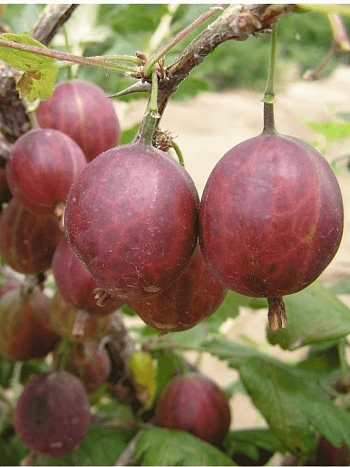 Крыжовник обыкновенный  Niesłuchowski