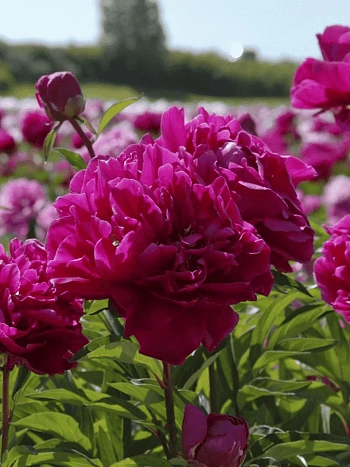 Пион Молочноцветковый Louis van Houtte