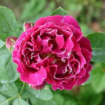 Роза флорибунда Раффлс Раффлс Джой Роза флорибунда Раффлс Раффлс Джой