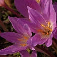 Колхикум Rosy Dawn