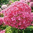 Гортензия древовидная Bella Anna