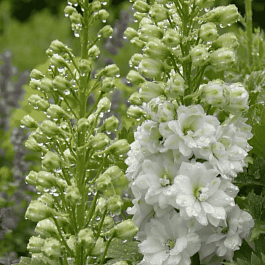 Дельфиниум  культурный Pacific Giant Galahad