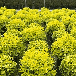 Диервилла ручейная Honeybee