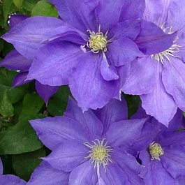 Клематис гибридный H.F. Young