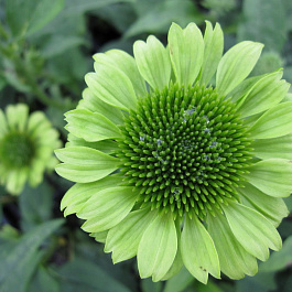 Эхинацея пурпурная Грин Джуэл Эхинацея пурпурная Грин Джуэл