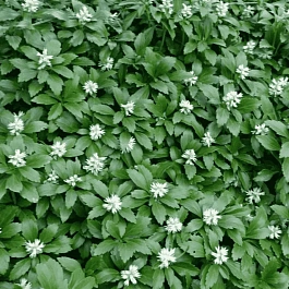 Пахизандра верхушечная White Ruffles