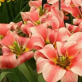 Тюльпан Czaar Peter