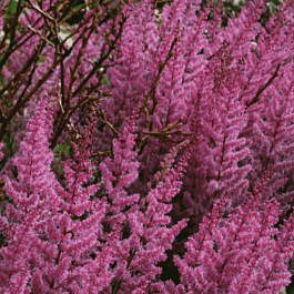 Астильба китайская Veronica Klose