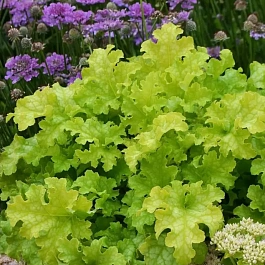 Гейхера Lime Ruffles