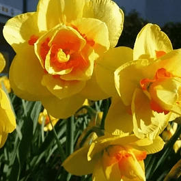 Нарцисс Texas