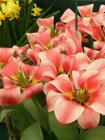 Тюльпан Czaar Peter