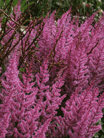 Астильба китайская Veronica Klose