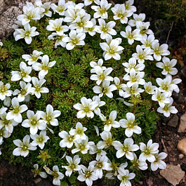 Камнеломка Арендса Вайсцверг