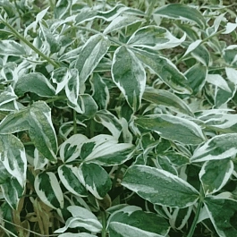 Синюха ползучая  Touch of Class