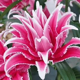 Лилия Roselily Lorena