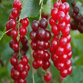 Смородина Голландская красная