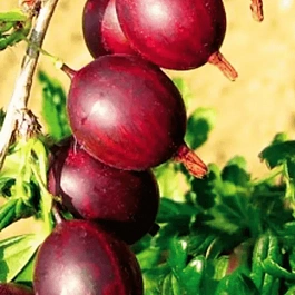 Крыжовник обыкновенный Spinefree