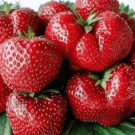 Земляника садовая Фейерверк