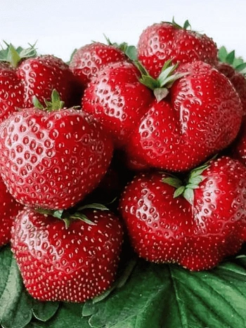 Земляника садовая Фейерверк