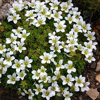 Камнеломка Арендса Вайсцверг