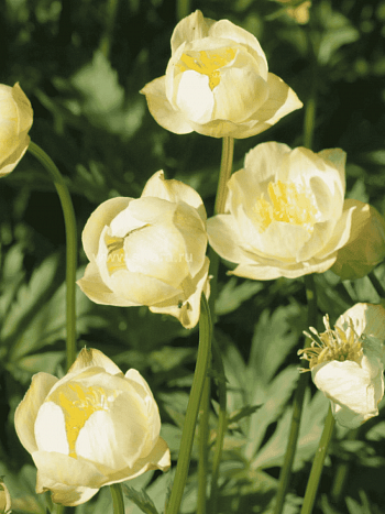 Купальница европейская New Moon