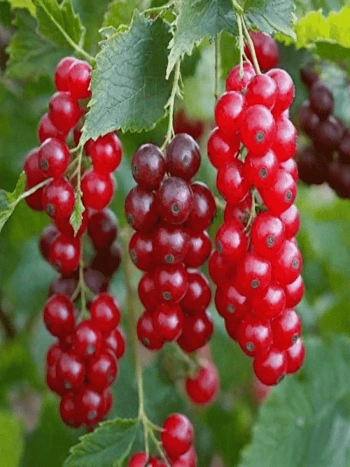 Смородина Голландская красная