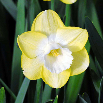 Нарцисс крупнокорончатый Авалон