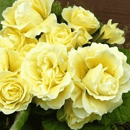 Примула обыкновенная Bonheur