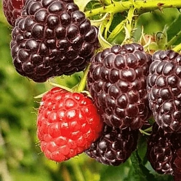 Малина ремонтантная Heban (Black Polka)