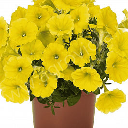 Петуния Potunia Canary Yellow (Кашпо)