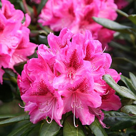 Азалия гибридная Пинк Дилайт